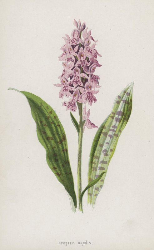 Spotted Orchis by Frederick Edward Hulme