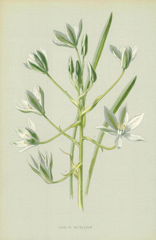 Star of Bethlehem by Frederick Edward Hulme