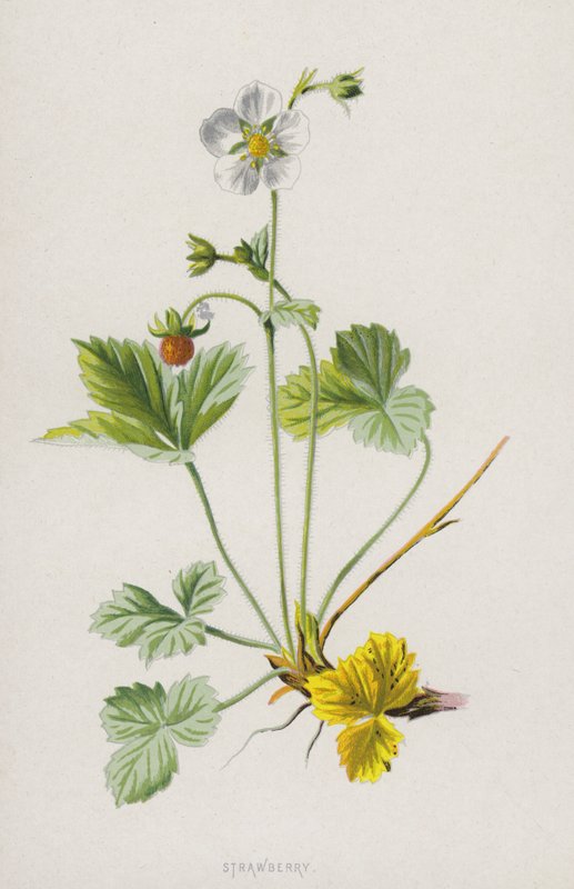 Strawberry by Frederick Edward Hulme