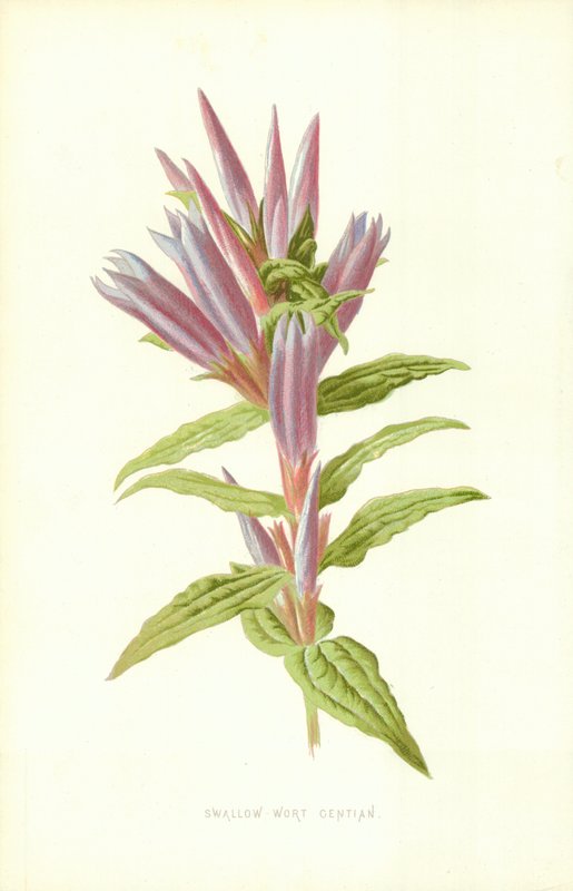 Swallow-Wort Gentian by Frederick Edward Hulme