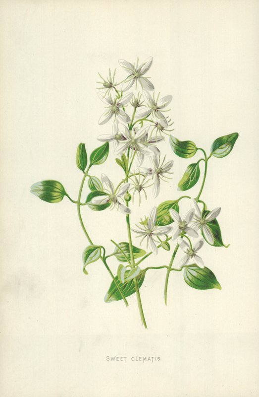 Sweet Clematis by Frederick Edward Hulme