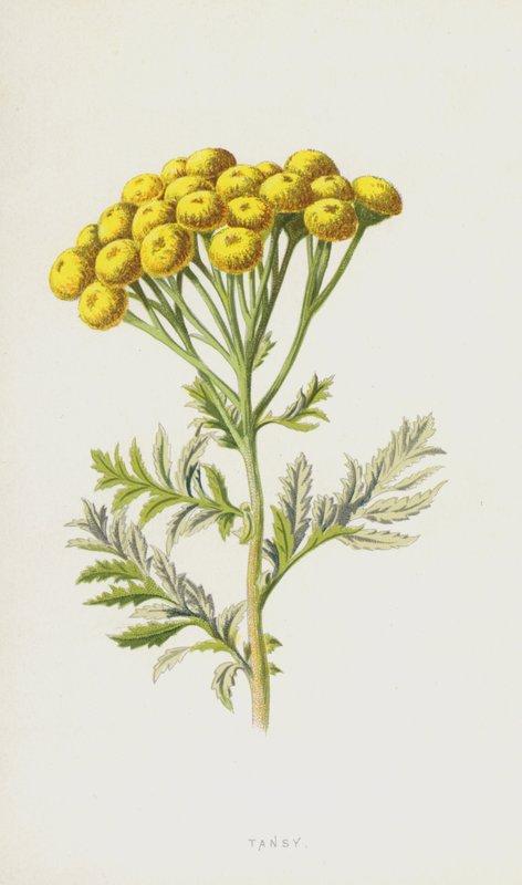 Tansy by Frederick Edward Hulme