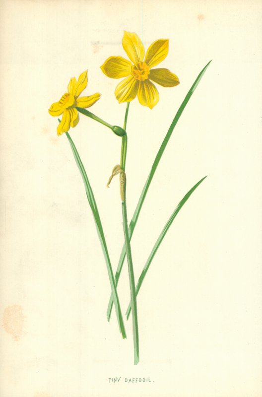 Tiny Daffodil by Frederick Edward Hulme