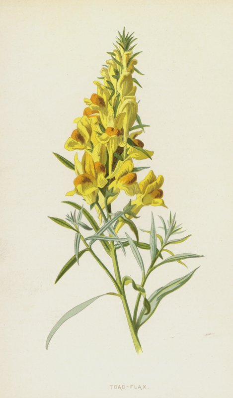 Toad-Flax by Frederick Edward Hulme
