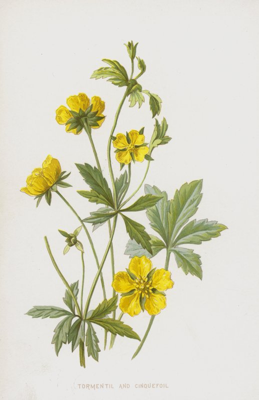 Tormentil and Cinquefoil by Frederick Edward Hulme