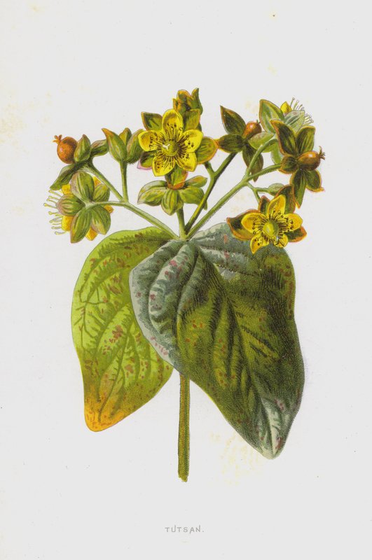 Tutsan by Frederick Edward Hulme