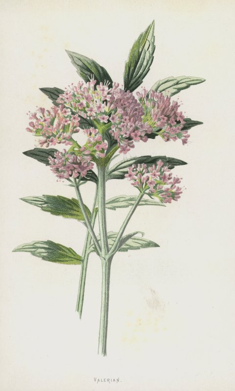 Valerian by Frederick Edward Hulme