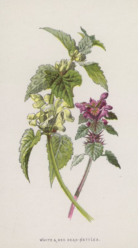 White and Red Dead-Nettles by Frederick Edward Hulme