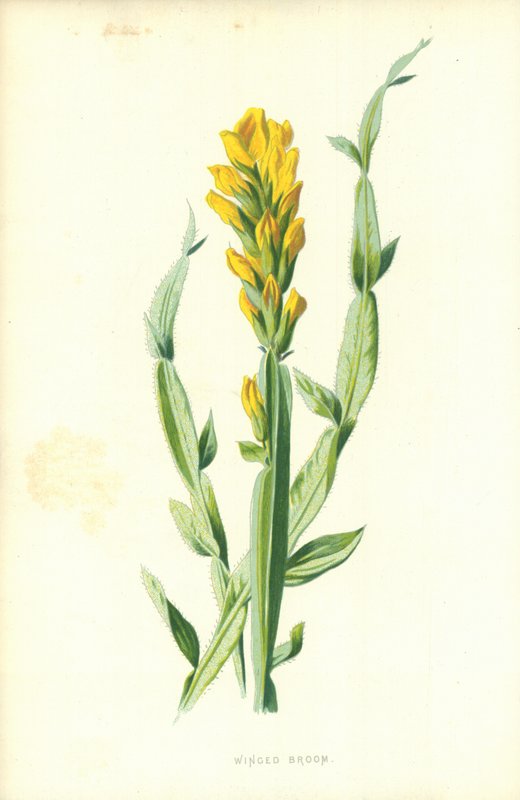 Winged Broom by Frederick Edward Hulme