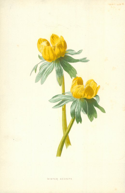 Winter Aconite by Frederick Edward Hulme