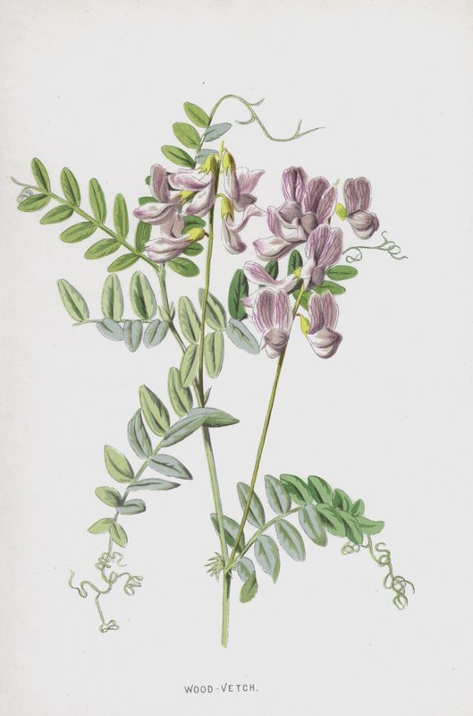 Wood-Vetch by Frederick Edward Hulme