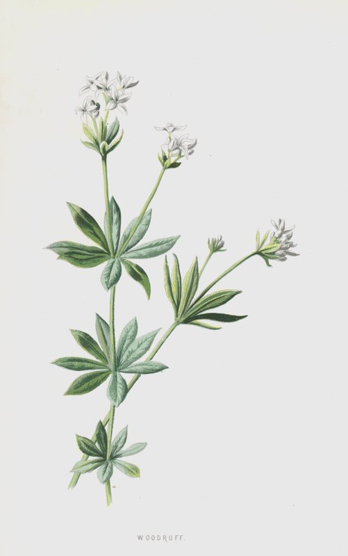 Woodruff by Frederick Edward Hulme