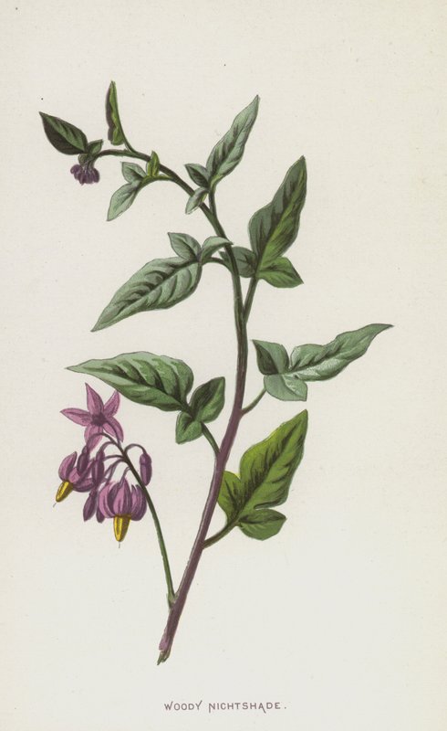 Woody Nightshade by Frederick Edward Hulme