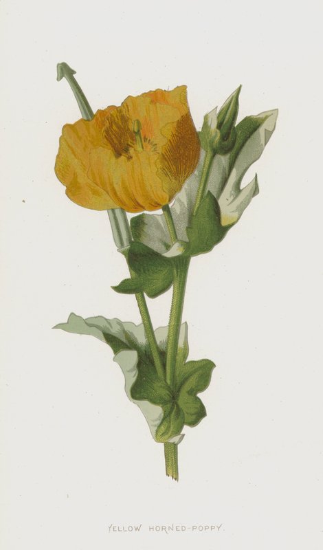 Yellow Horned-Poppy by Frederick Edward Hulme