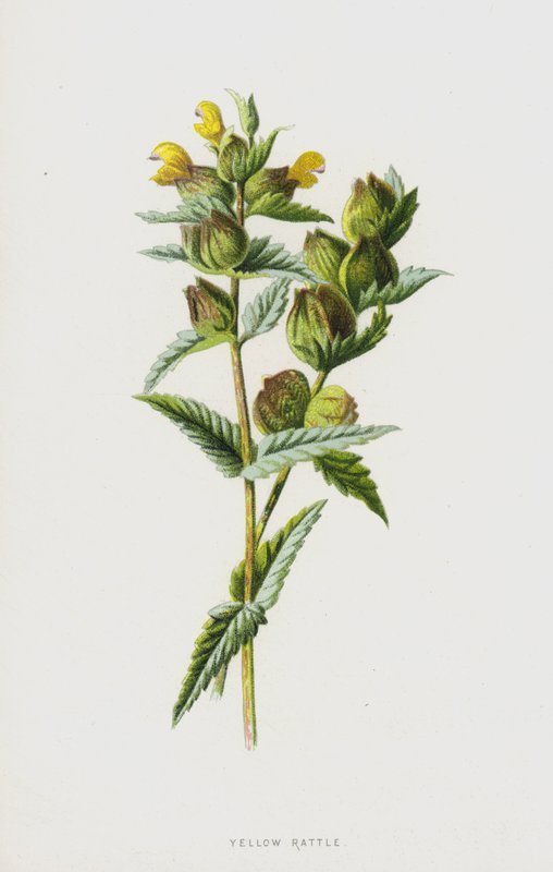 Yellow Rattle by Frederick Edward Hulme