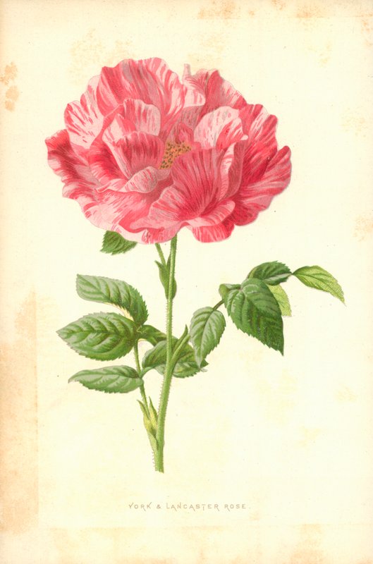 York and Lancaster Rose by Frederick Edward Hulme