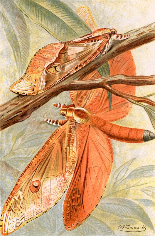 Giant swift moth by Frederick William Frohawk