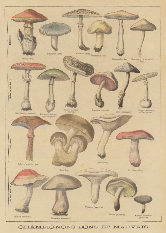 Edible and poisonous mushrooms by French School