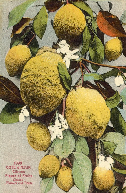 Lemons and lemon flowers by French Photographer