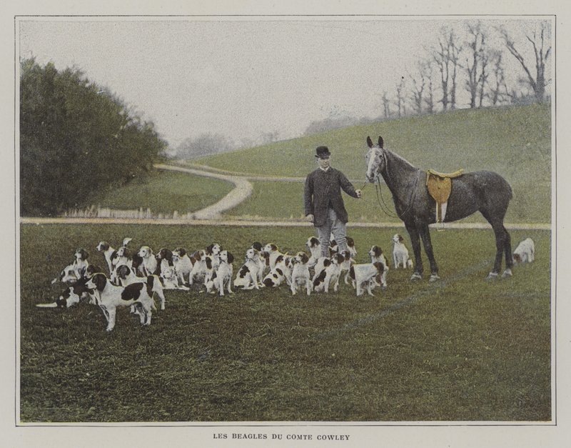 The beagles of Count Cowley by French Photographer
