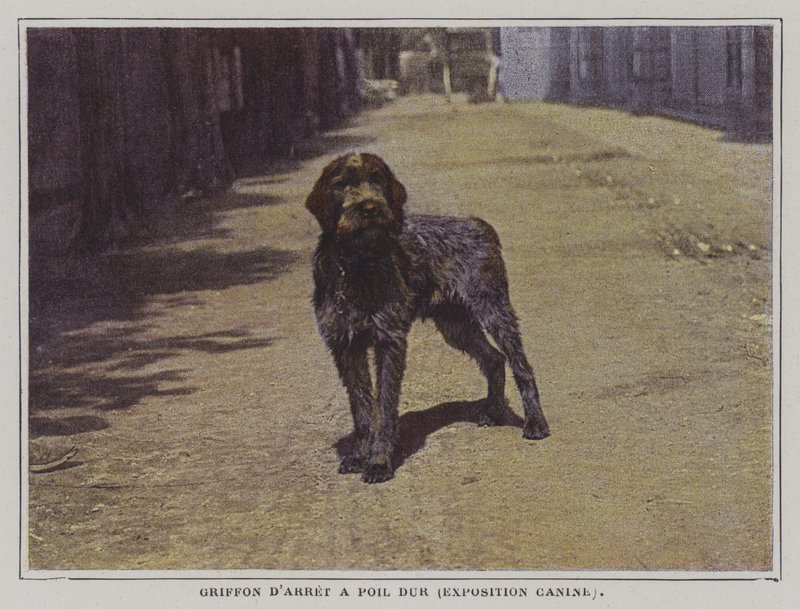 Wirehaired Pointing Griffon by French Photographer
