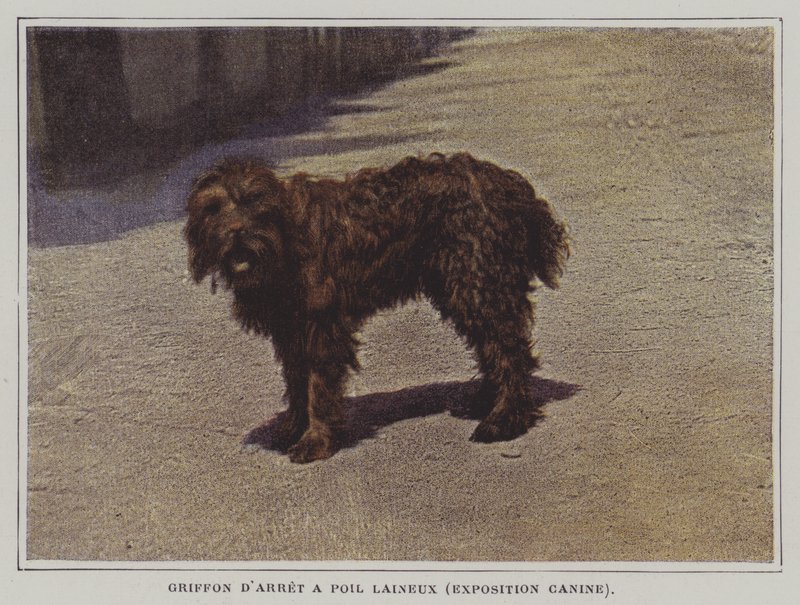 Woolly-haired Pointing Griffon by French Photographer