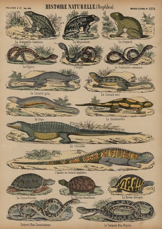 Amphibians and reptiles by French School