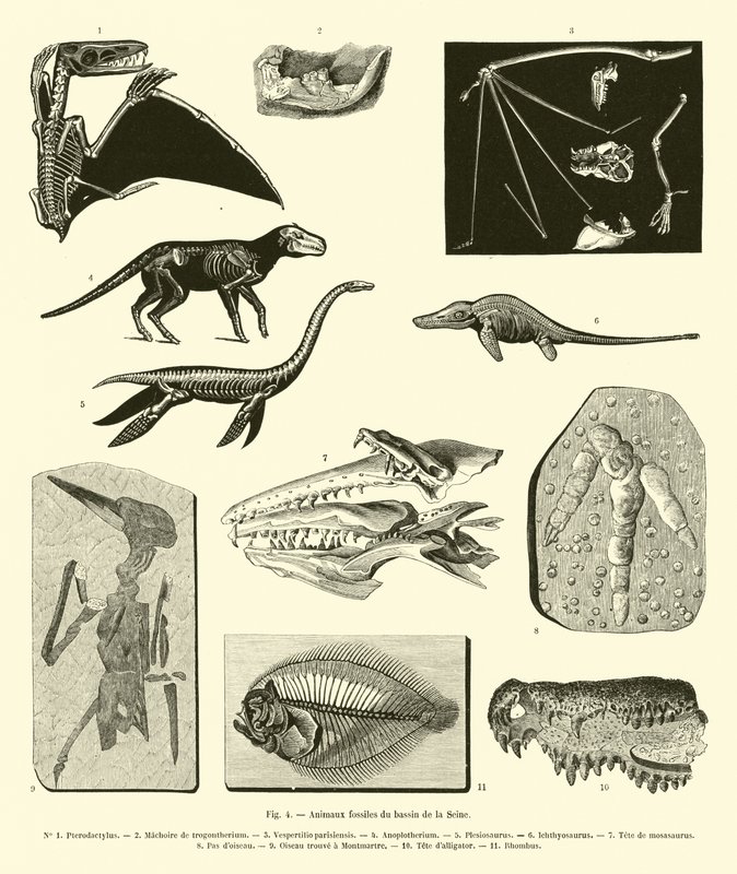 Fossil Animals from the Seine Basin by French School