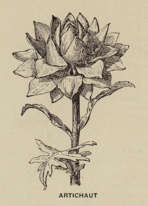 Artichoke by French School