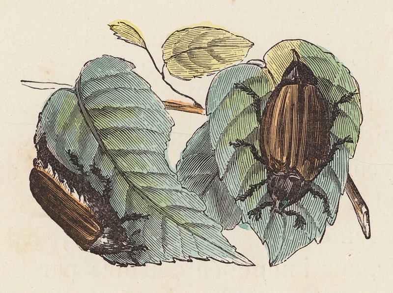 Beetles on Leaves by French School