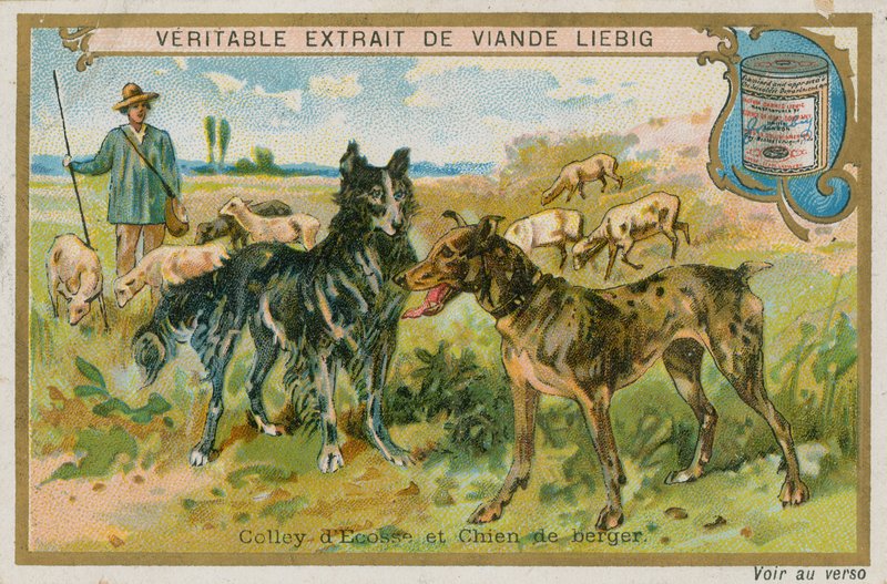 Border Collie and Sheepdog by French School