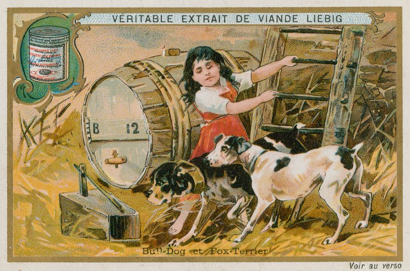 Bulldog and Fox Terrier by French School