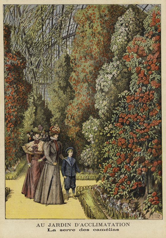 Camellia greenhouse in a botanical garden by French School