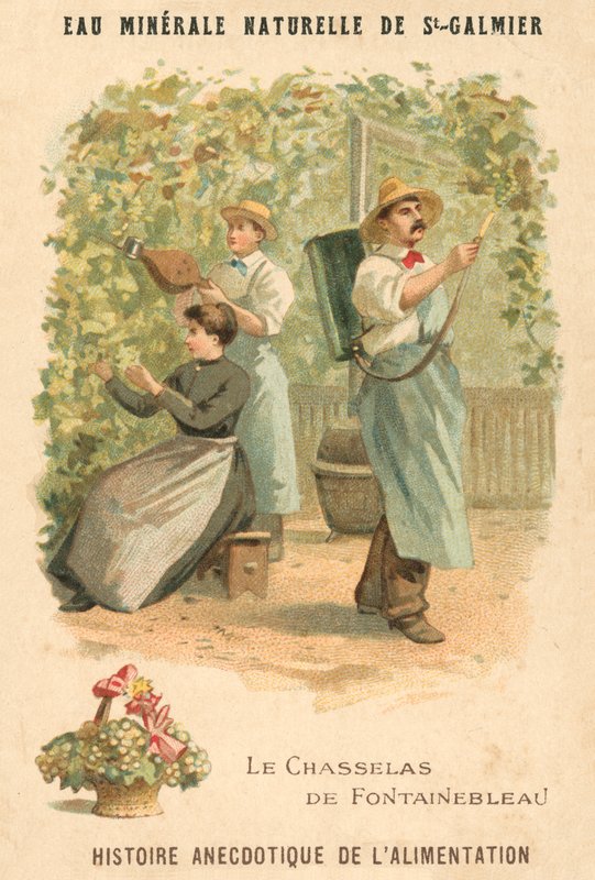 Chasselas de Fontainebleau Grapes by French School