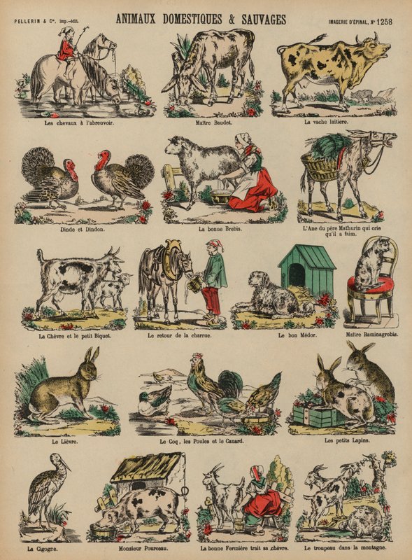 Domesticated and Wild Animals by French School