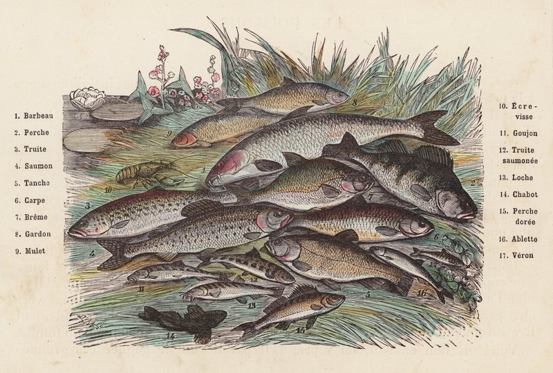 Fish by French School