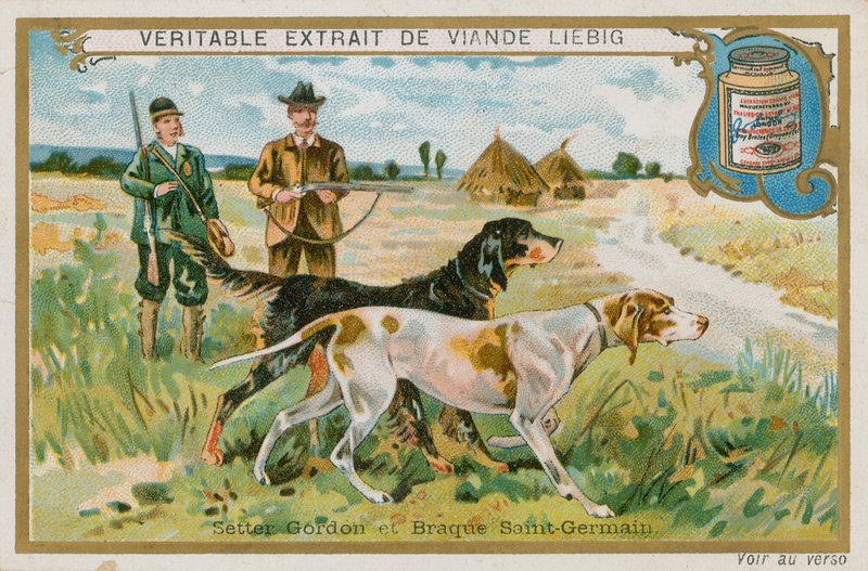 Gordon Setter and Braque St Germain by French School
