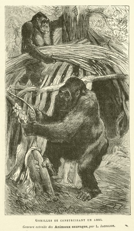 Gorillas Building a Shelter (engraving) by French School