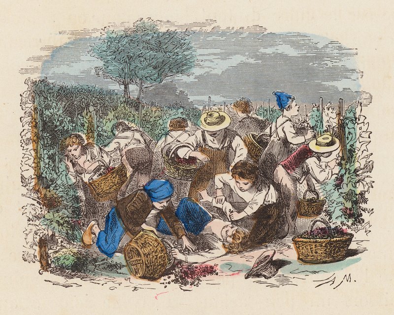 Grape picking in a vineyard by French School