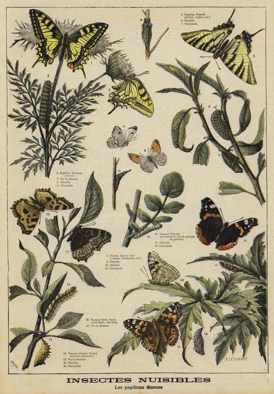 Harmful butterflies by French School