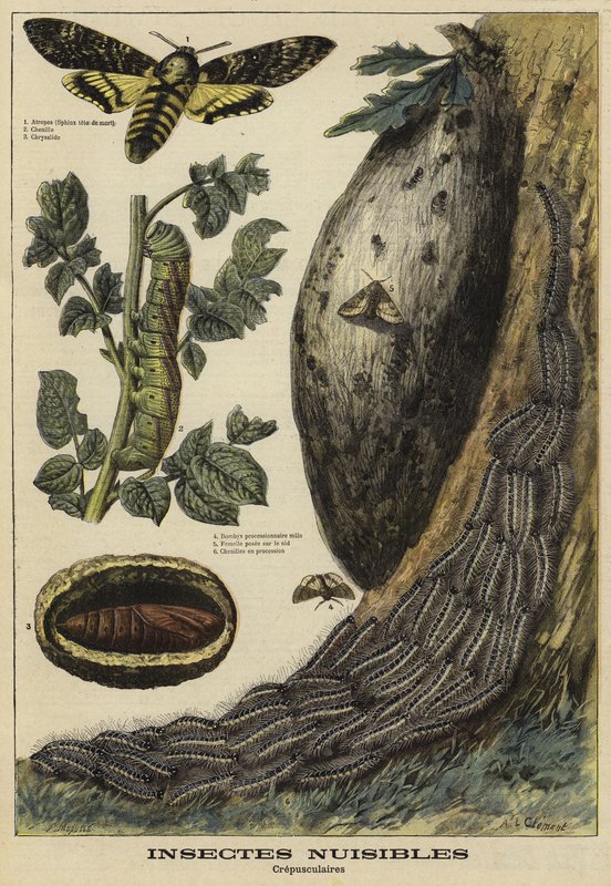 Harmful insects: Death