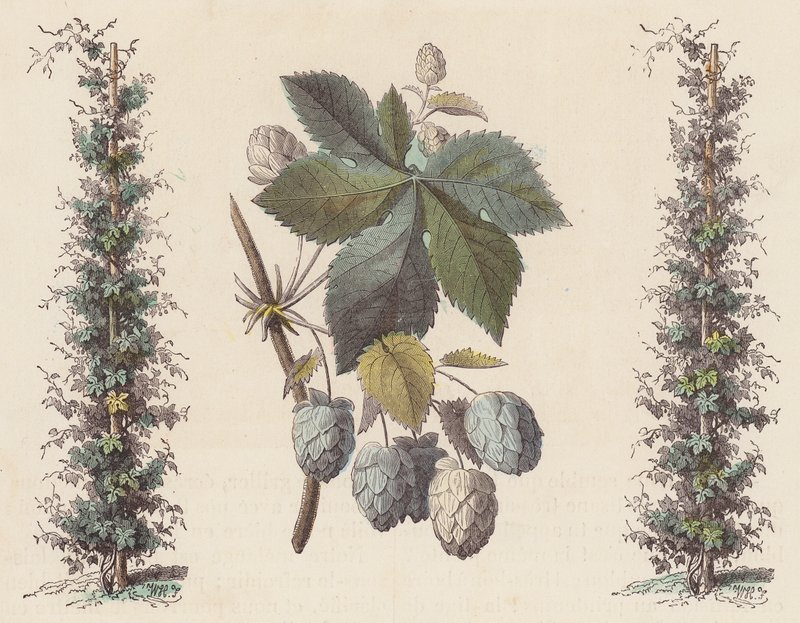 Hops for Beer Making by French School