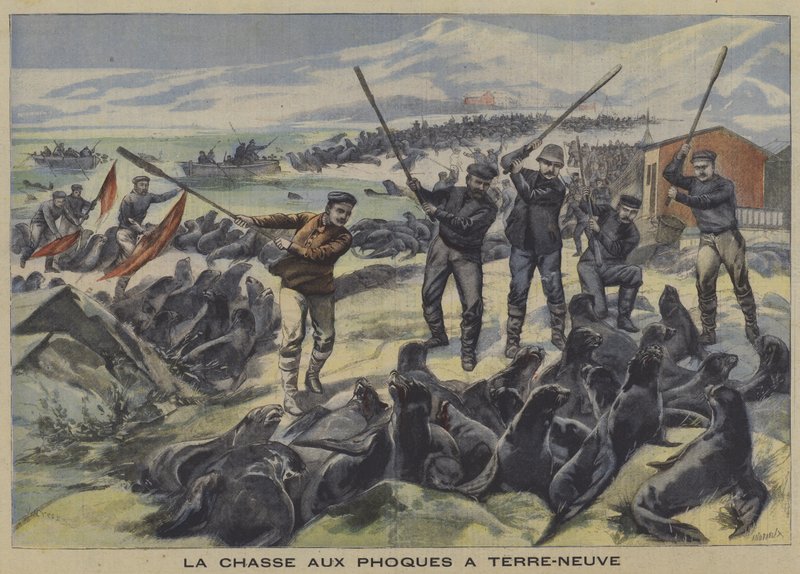 Hunting Seals in Newfoundland by French School