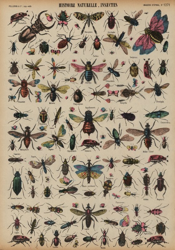 Insects by French School