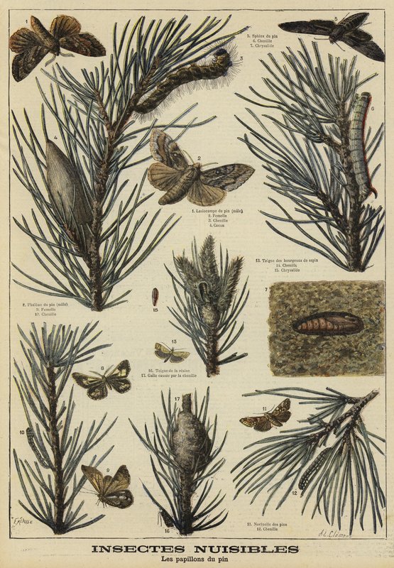 Insects Harmful to Pine Trees by French School