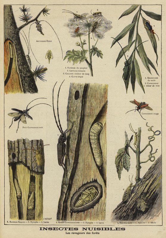 Insects harmful to trees by French School