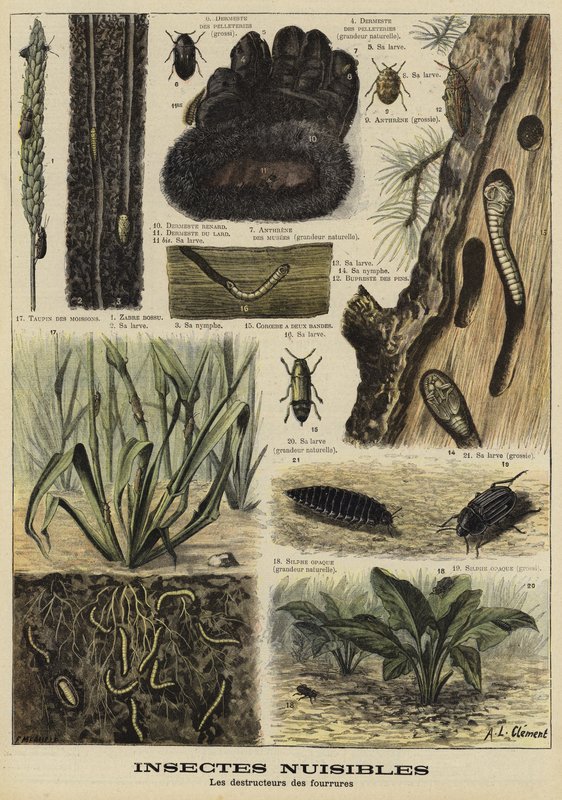 Insects That Destroy Fur Garments by French School