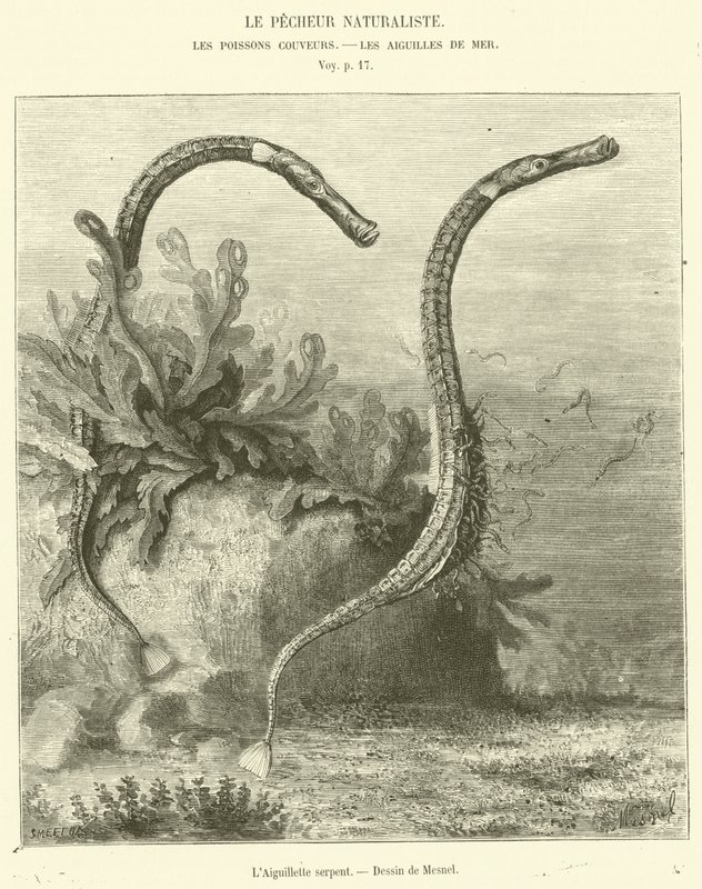 The Serpent Needle (engraving) by French School