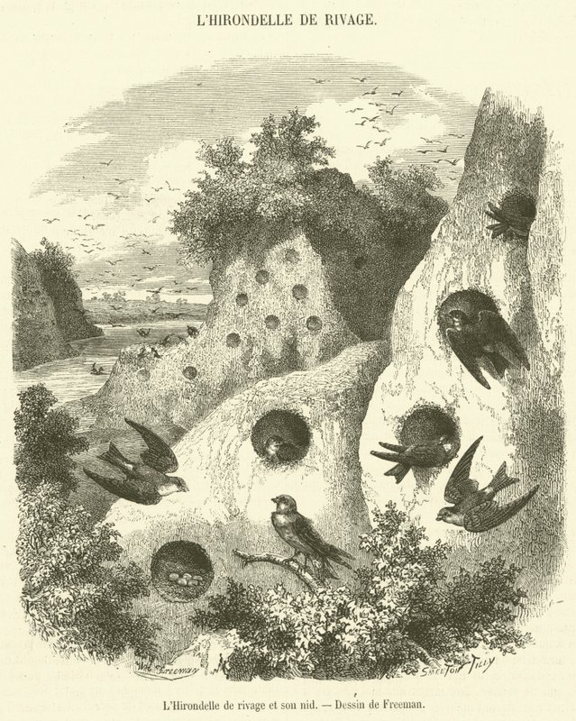 The Sand Martin and Its Nest (engraving) by French School