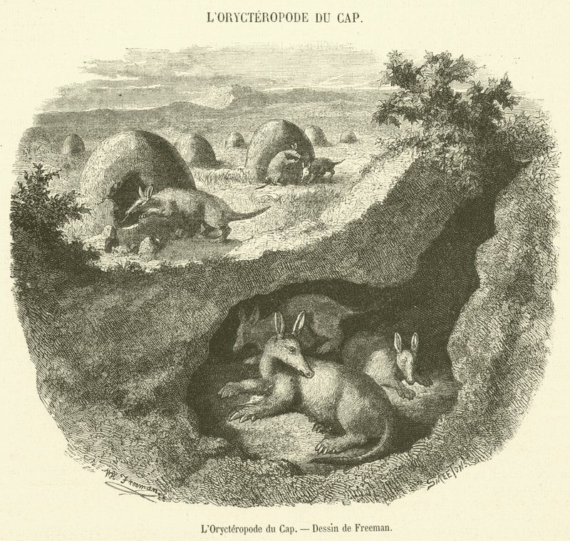The Cape Aardvark (engraving) by French School